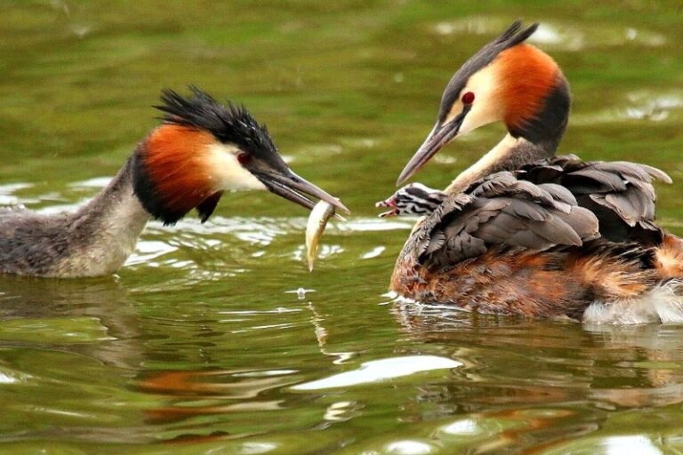 12 p1dv78o54o108slvu1flr1tj81vij7 768x512