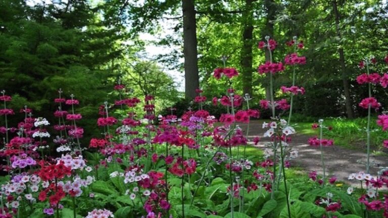 18 p1dv78u9vq13g7mi39su1oqf1jkcd 768x431