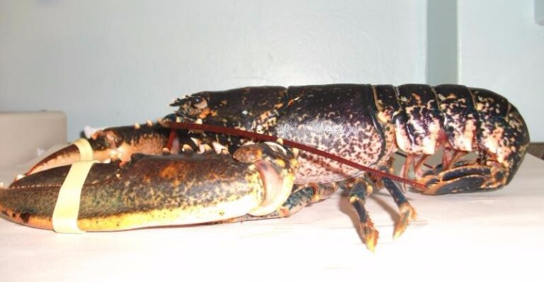 4 p19hig2jk0k3d1gda3sq1bk5138 768x398