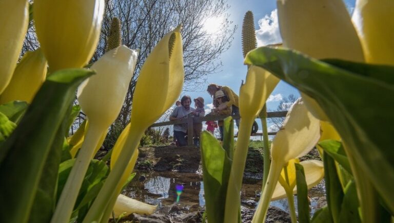 5 p1bm575no7d9d9oquulqg91md69 768x436