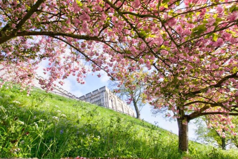 19 p1hm06a1k5l941u2rrp3137e1psbb 768x513