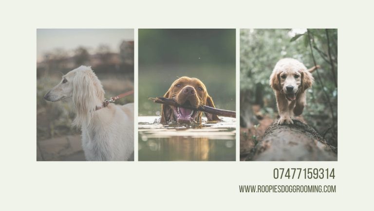 roopiedoggrooming1132 768x433