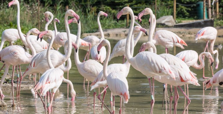 2018 09 03 Flamingos 2 Steve Adams 768x393