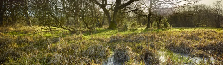 sweet briar marshes richard osbourne 768x225