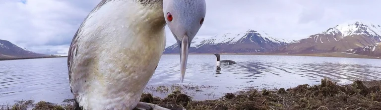 PaulAlistairCollins bird on nest photograph 768x222