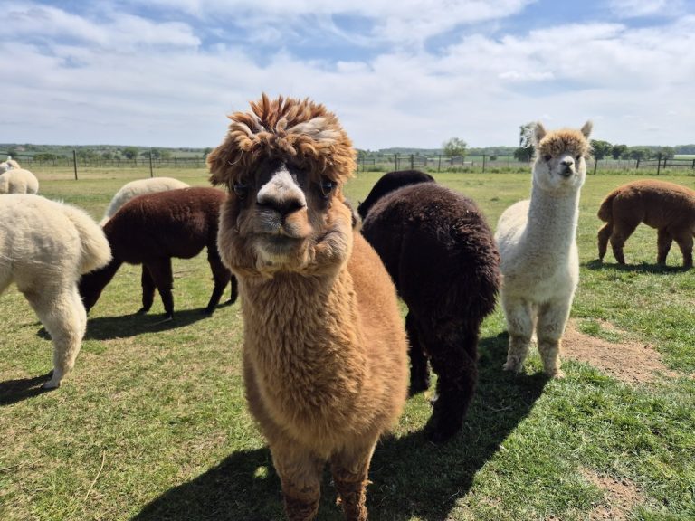 Fun Day Alpaccas from Stubbs Farm 768x576