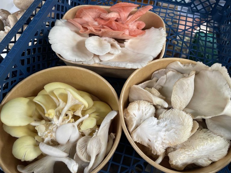 East Coast Mushrooms 768x576