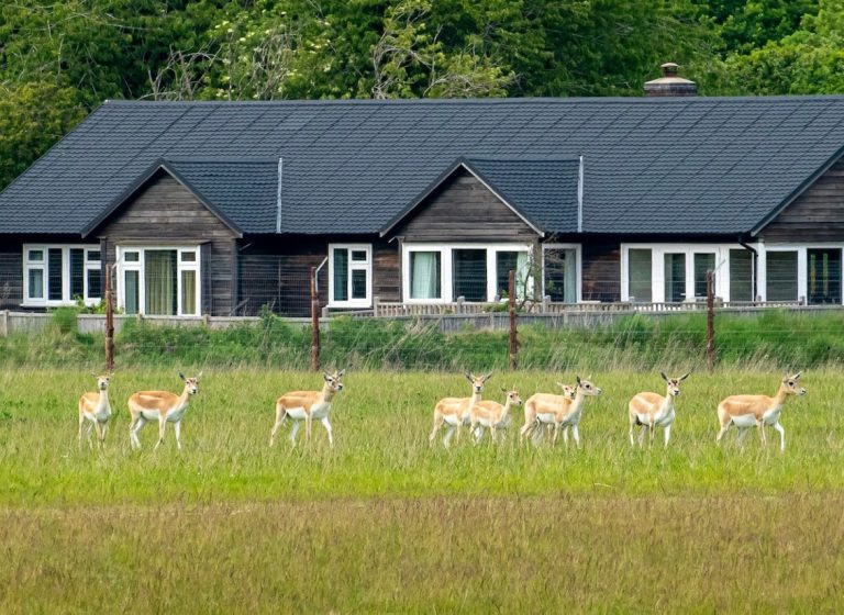 Blackbuck outside majors lodge 768x560