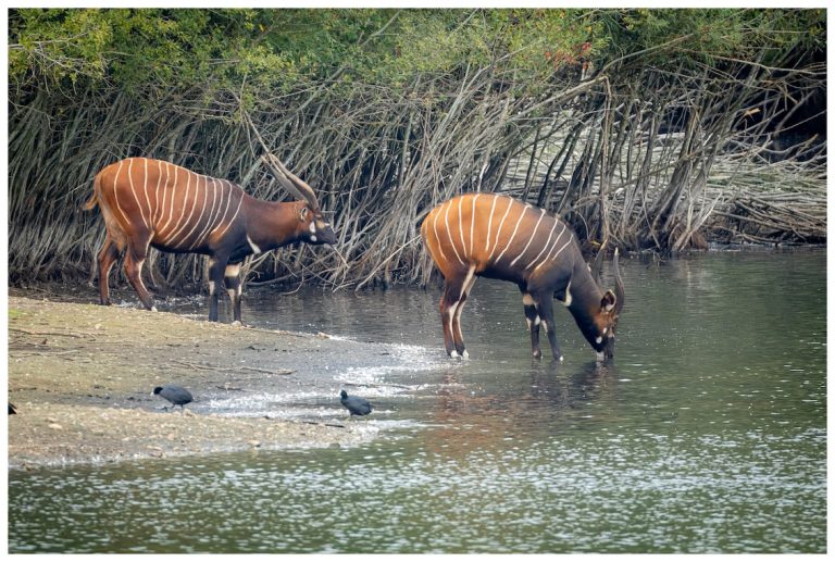 Eastern Mountain Bongos by lake by Gareth Clifford 768x517