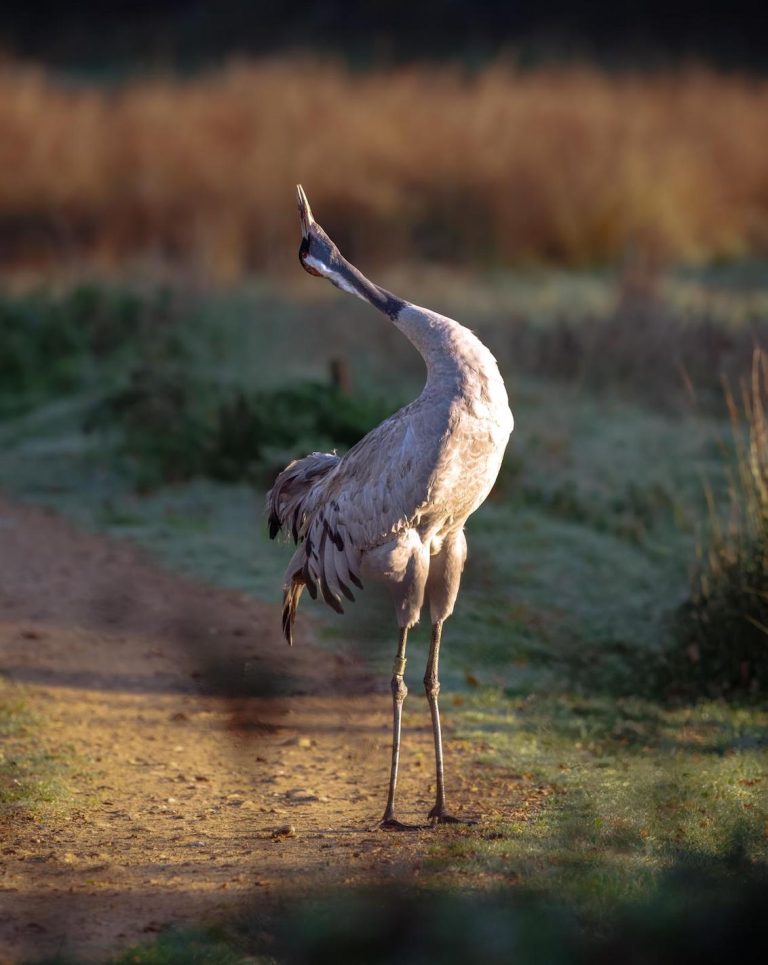 Eurasian Crane at Watatunga by Gareth 768x965