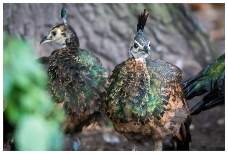 Javan Peafowl chicks 768x520