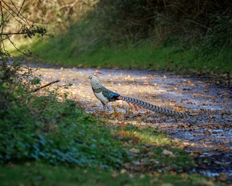 Lady Amherst Gareth 768x615