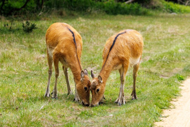 Pere Davids Deer Watatunga Norfolk Phil Stone 768x512