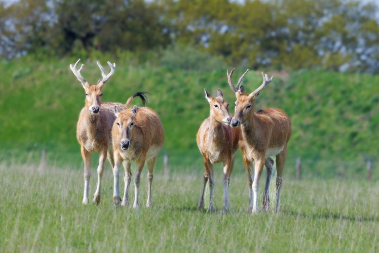 Phil Stone Pere Davids Deer Watatunga Norfolk 768x512