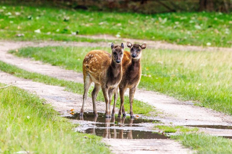 Visayan Spotted Deer Females Watatunga Norfolk Phil Stone 768x512