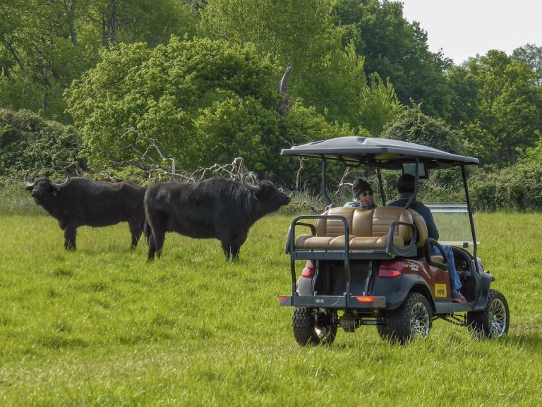 Water Buffalo 768x577