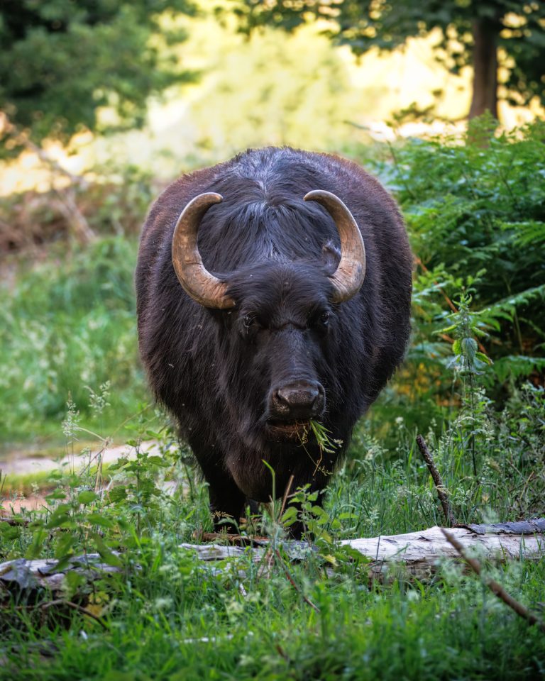 Water Buffalo Gareth 768x960