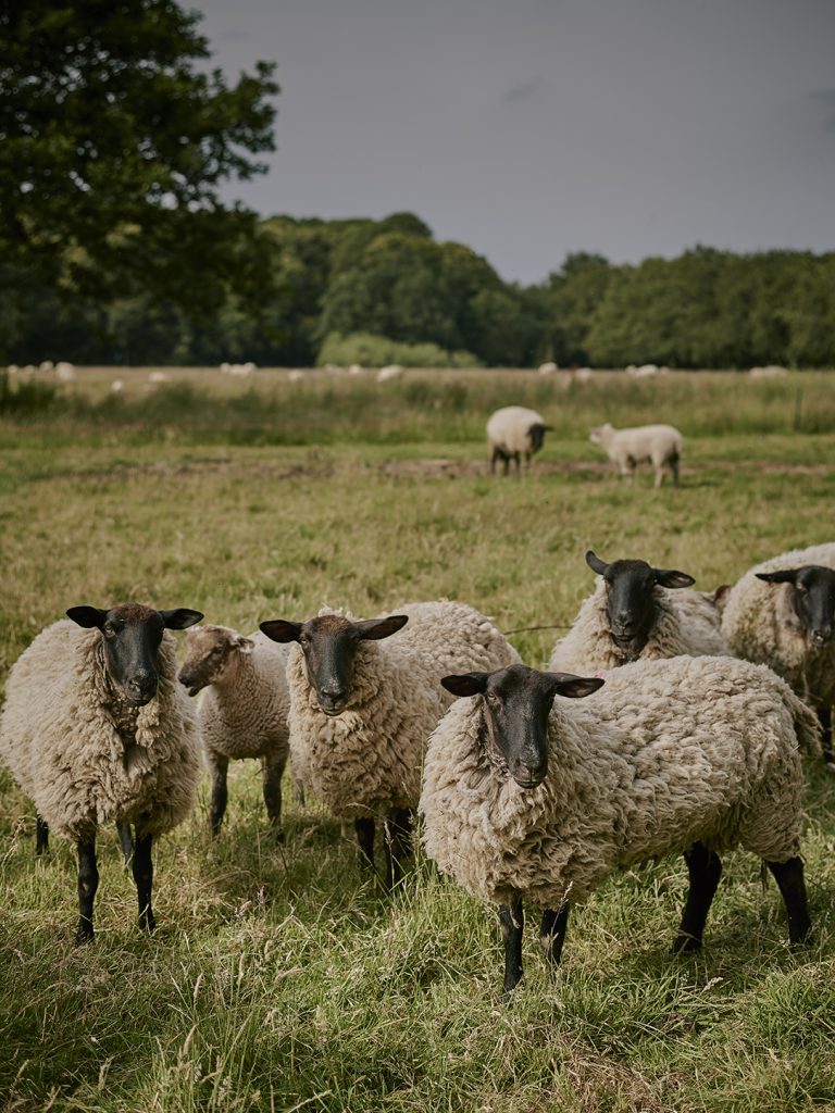 19 07 05 Wolterton Park DSC6552 RT1 768x1024