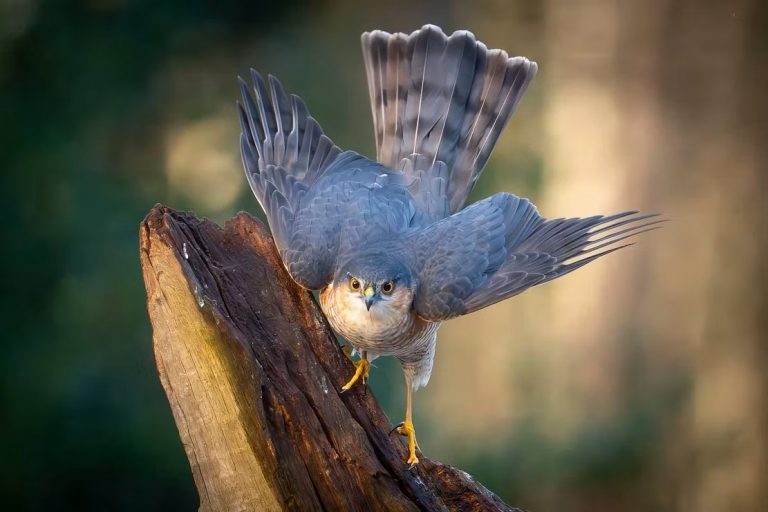 4c5e75 3b54d90d73ff4d6bb8dadc6d76bbcb70mv2 768x512