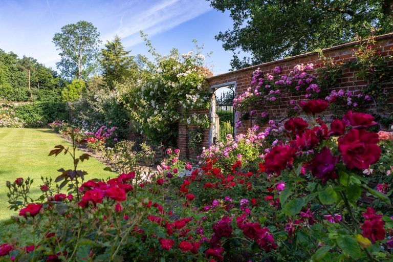 manningtonroses 768x512