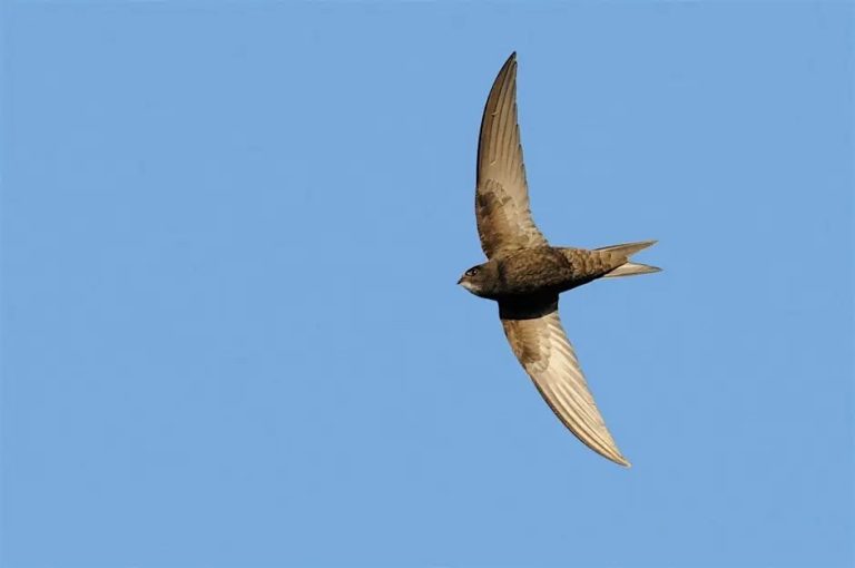 swifts 768x510