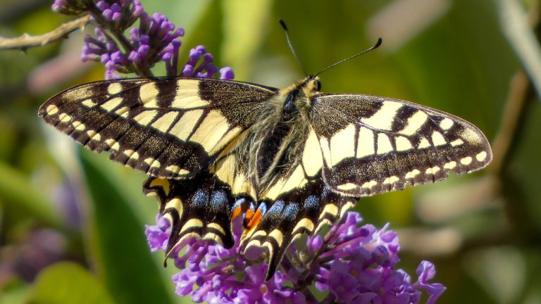August Swallowtail Butterfly at RSPB Strumpshaw Fen . RSPB Strumpshaw Fen Oscar Parkins 2025 768x432