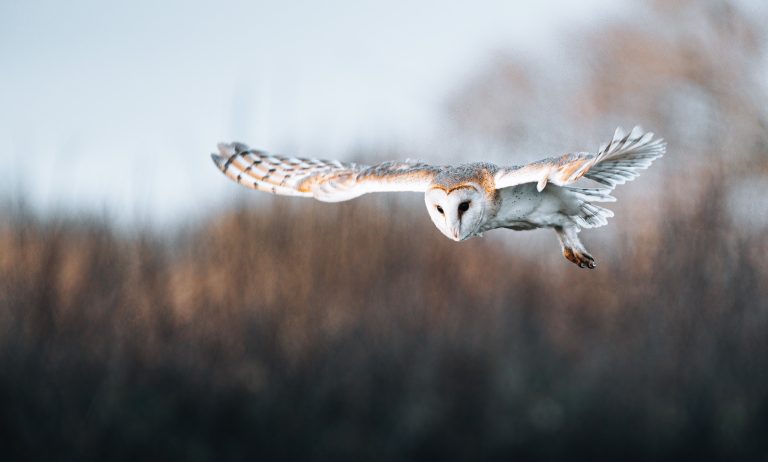 Barn owl 2credit Tom Ellis 768x462