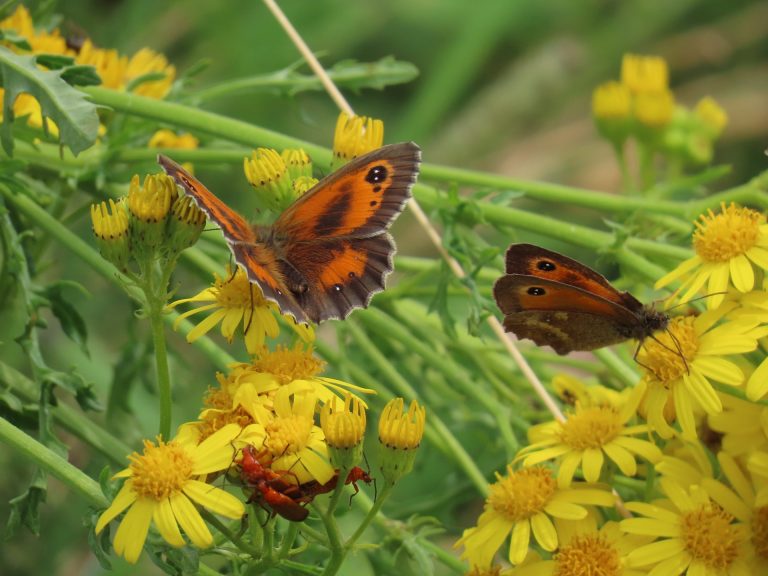 Gatekeeper butterflies and soldier beetles on ragwort Watton 24th July 2021 Dawn Allison 768x576