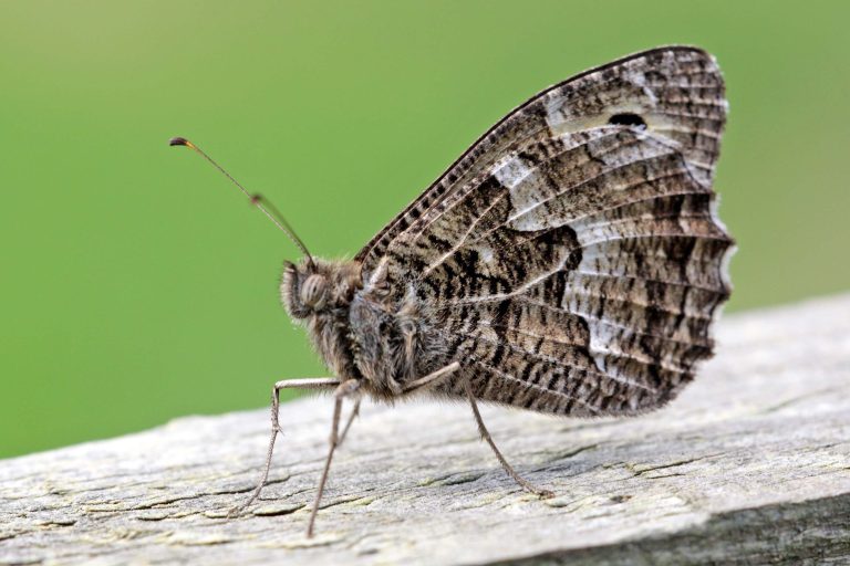Grayling butterfly c Margaret Holland 768x512