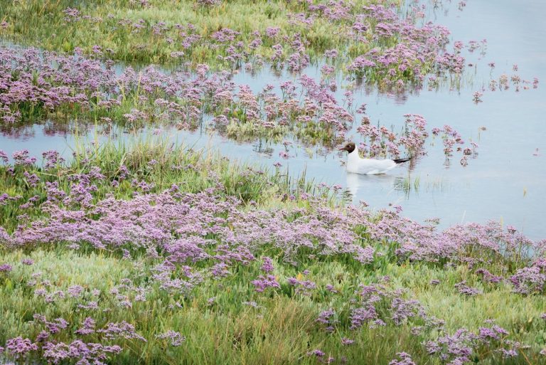Norfolk saltmarsh exhibition Credit Annie Green Armytage 768x513