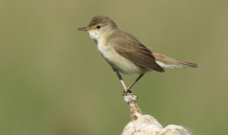 Reed Warbler credit Steve Bond 2 768x456