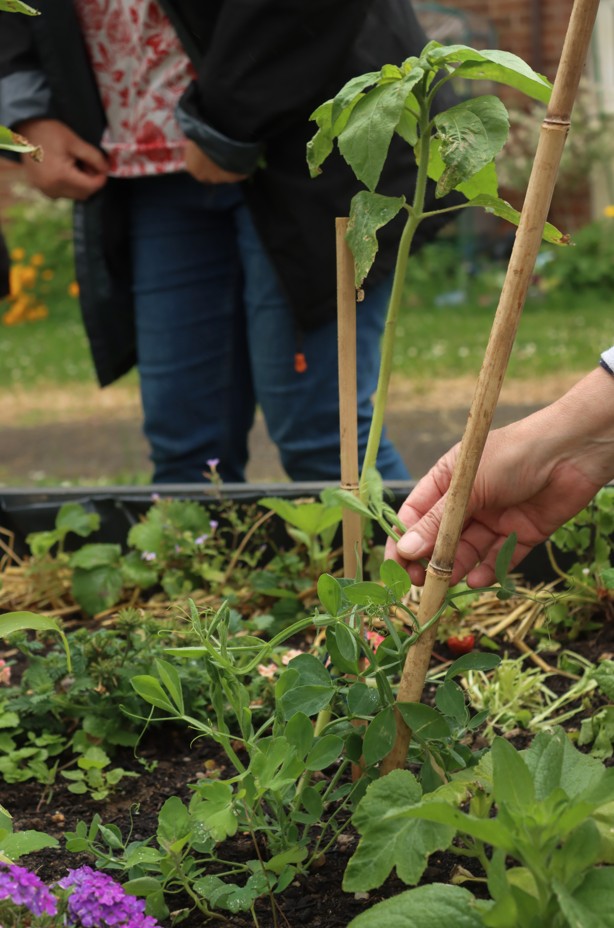 Community gardening Norwich Credit Abbey Wilkinson small