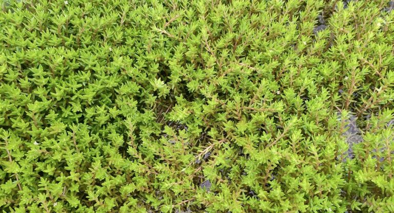 Crassula small 768x416