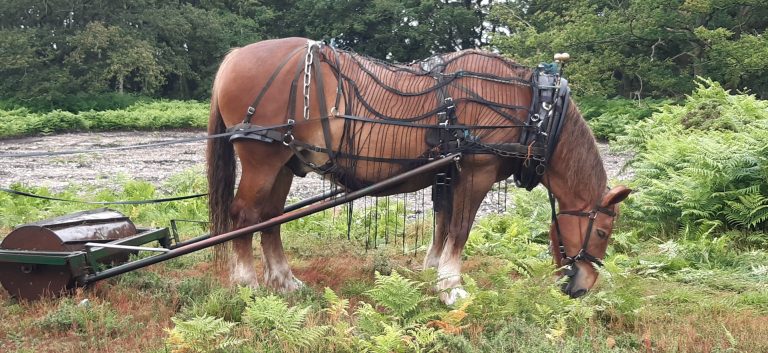 Hoe Common Commons Week 1 small 768x353