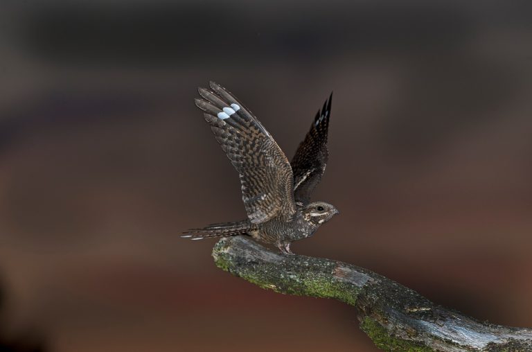 Nightjar Henry Page small 768x508