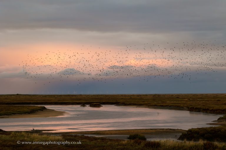 Norfolk Saltmarsh talk 768x512