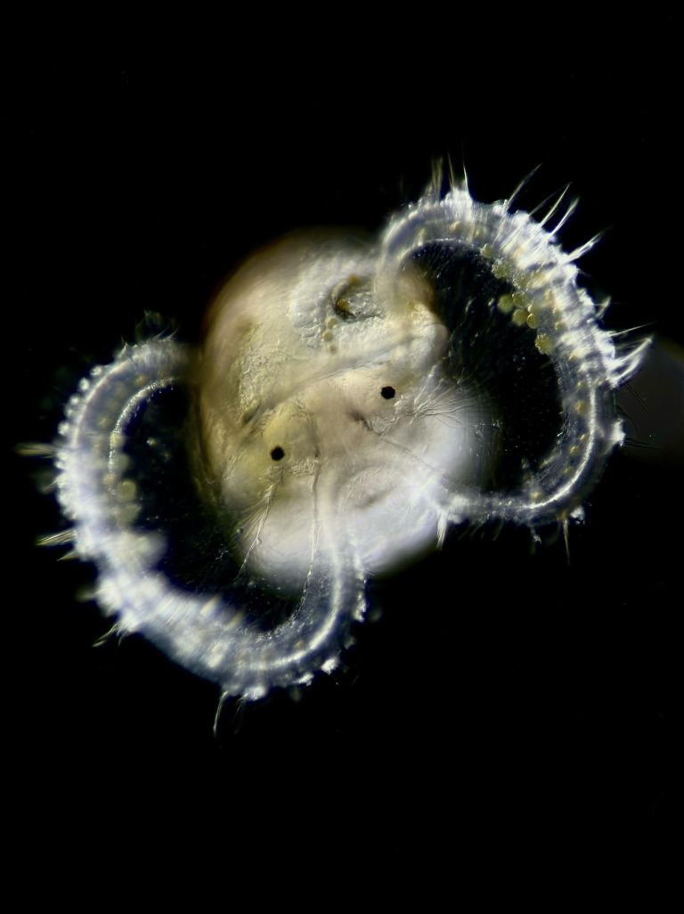plankton Credit Elizabeth Beston 768x1026