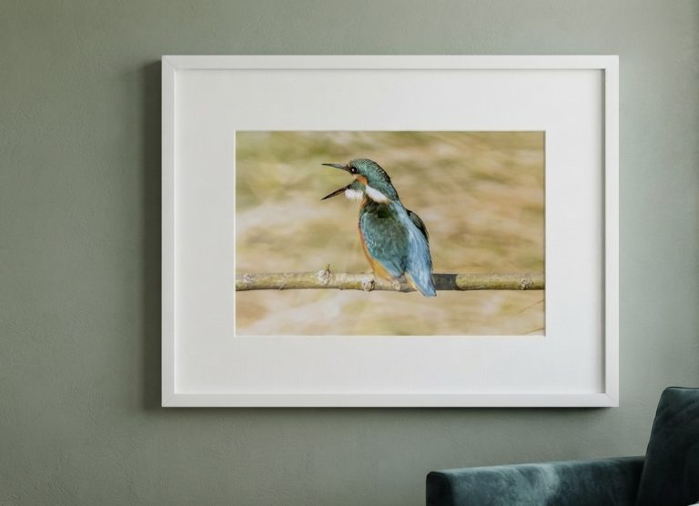 Bev Kingfisher 2 768x556
