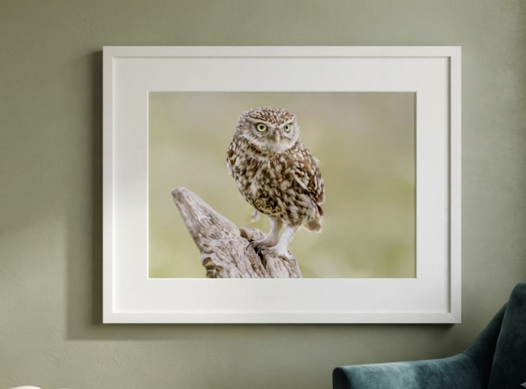 Bev Owl 5 768x568