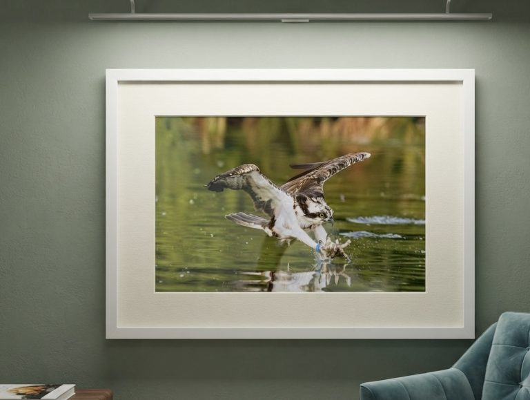 Bev owl 4 768x579