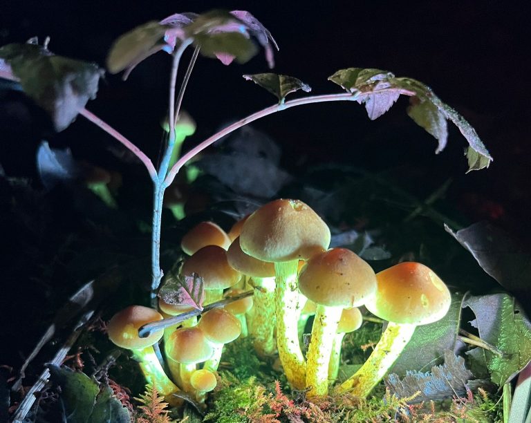 Biofluorescent fungi crop 768x612