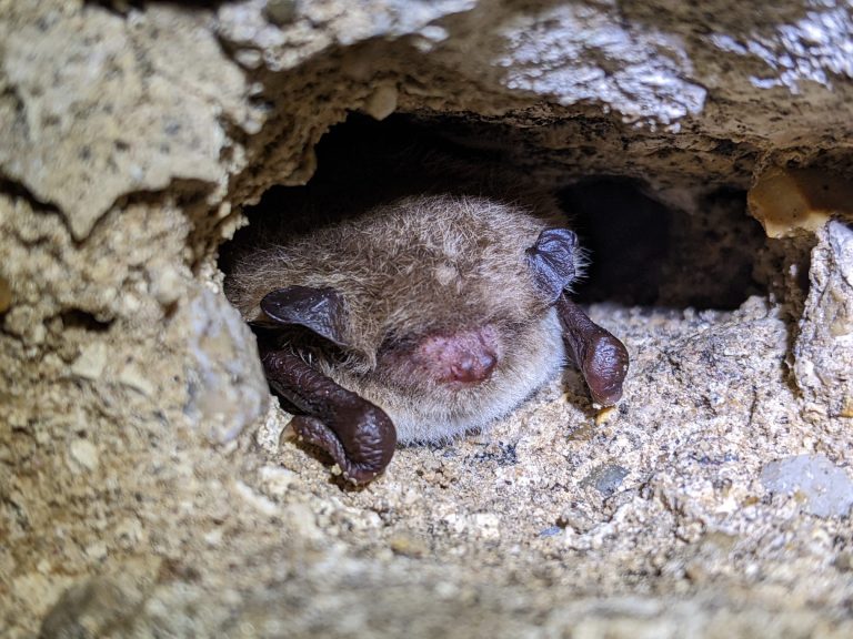 Hibernating bat at Deepdale Farm 768x576