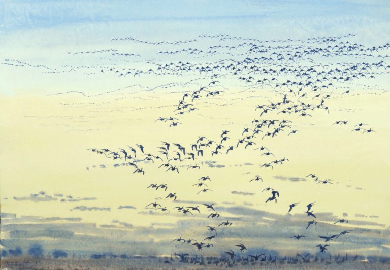 Pinkfeet 10 Jan 25 Saxlingham 1765474561 768x532