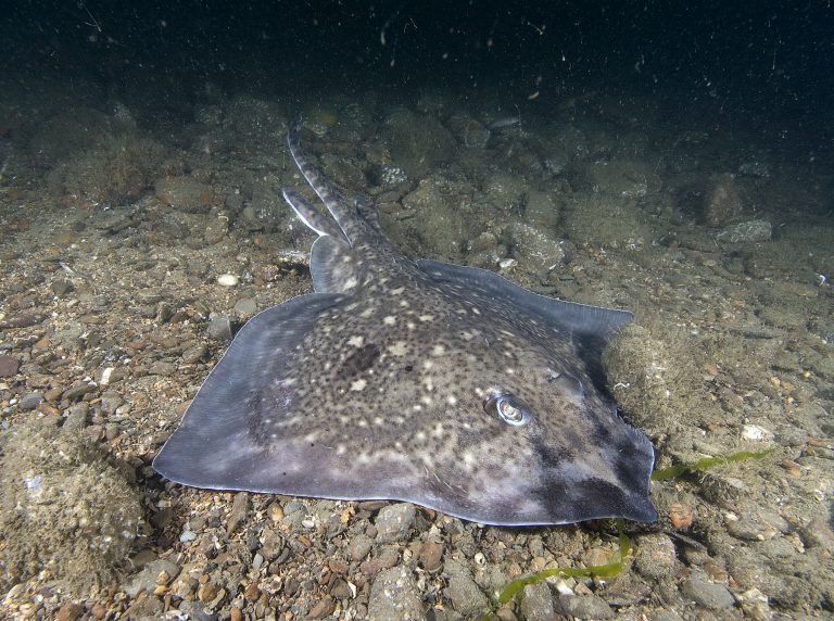 Sharks talk photo credit  Paul Naylor www.marinephoto.co .uk  768x572