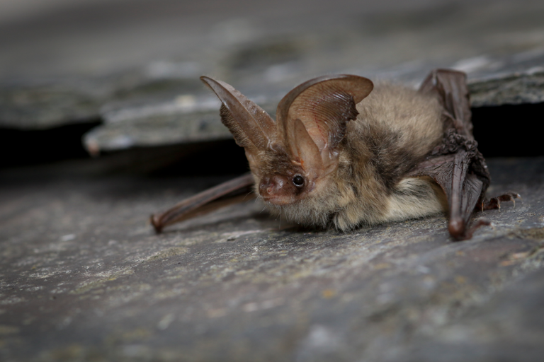 bat 768x512