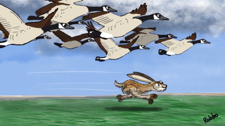 cartoonbirds 768x431