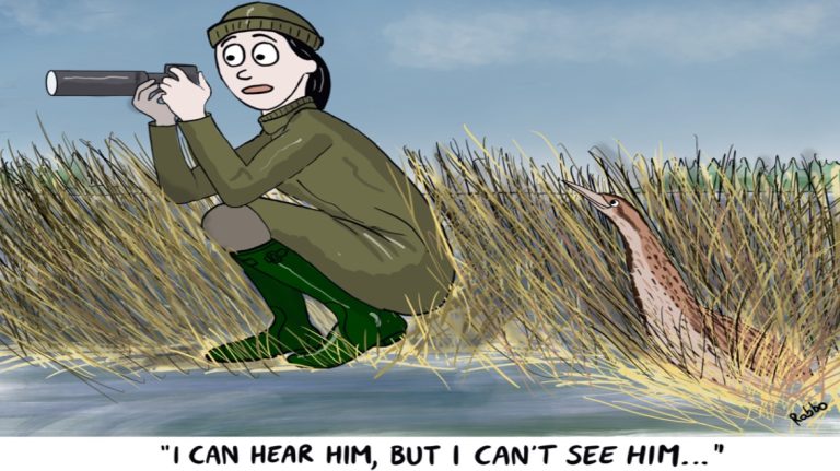 cartoonbirdwatcher 768x431