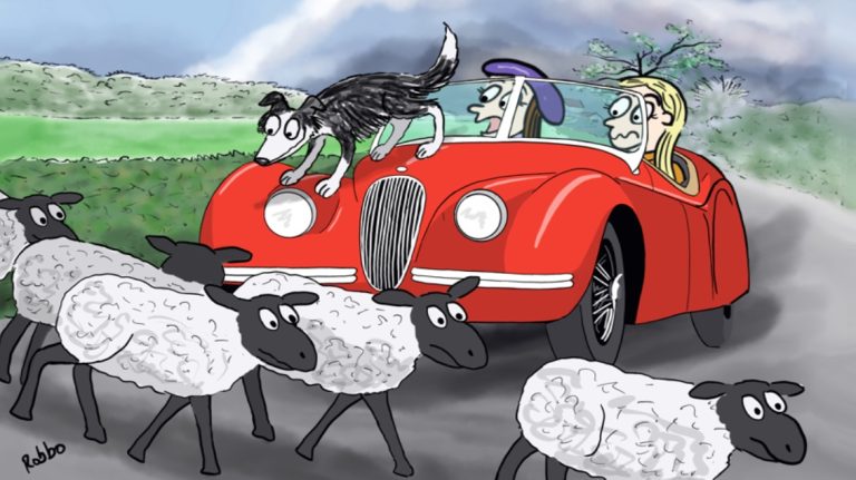 cartoonsheep 768x431