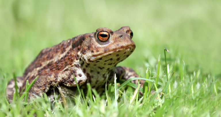 common toad 768x409