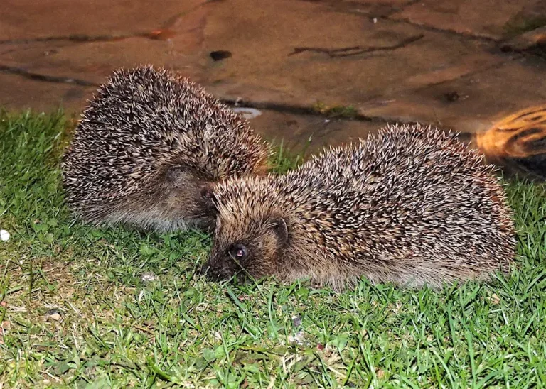 hedgehogs 768x548